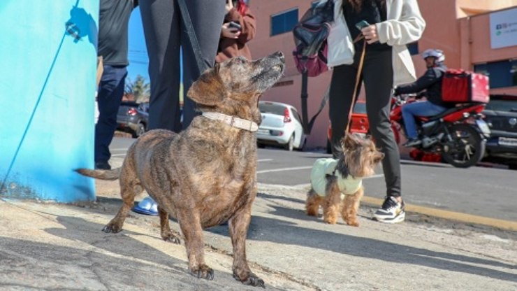Louveira reforça vacinação contra raiva em cães e gatos