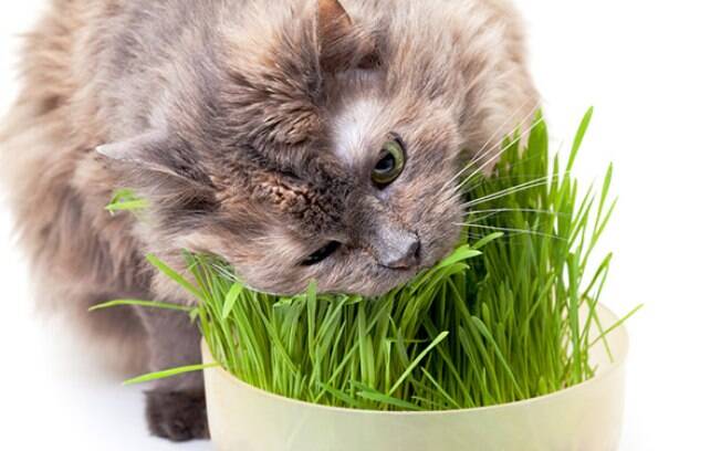 Grama para gatos - entenda a relação dos bichanos com a grama