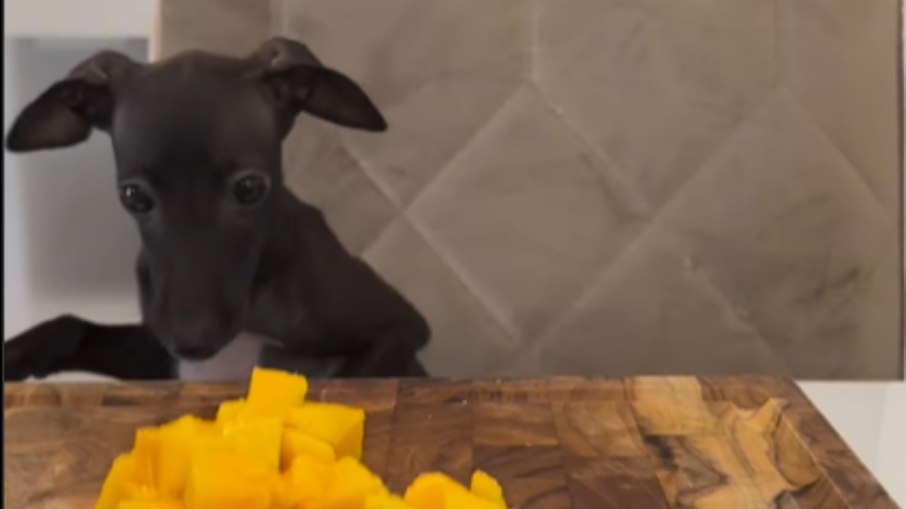 Cão dá notas para frutas favoritas e web reage: Cão dá notas para frutas favoritas e web reage: