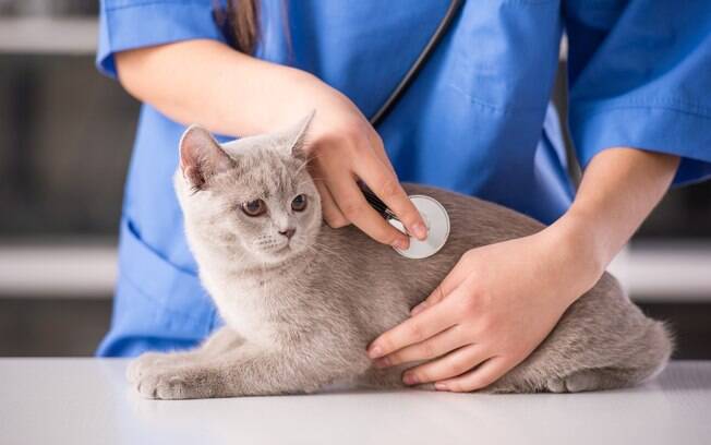 Os gatos devem passar por consulta se tiverem dificuldade respiratória