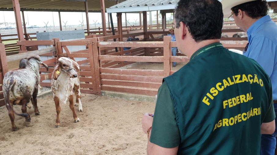 Auditores verificam saúde dos animais e liberam certificado para exportação Auditores verificam saúde dos animais e liberam certificado para exportação