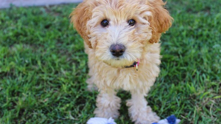 Guia de Raças: conheça o Labradoodle, o&nbsp;híbrido&nbsp;de
Labrador e Poodle