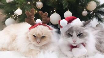 Tutora descobre jeito de afastar seu gato da árvore de Natal