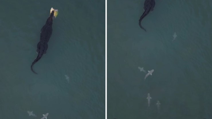 Crocodilo devora tartaruga marinha e vira “alvo” de tubarões