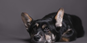 Cuidados essenciais: como adaptar a casa para cães idosos