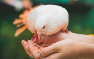 Posso ter um pombo como bicho de estimação? Veterinário tira dúvidas