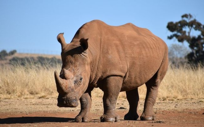 1ª fertilização in vitro de rinocerontes pode salvar espécies em risco