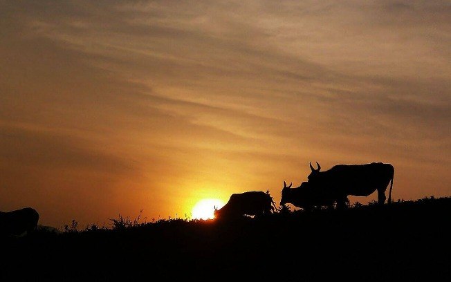 Setor agropecuário também é afetado pelas ondas de calor 