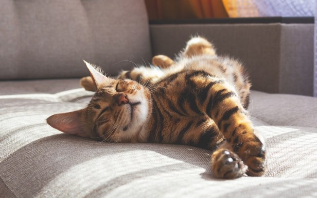 Seu gato é feliz? Veja 5 sinais que indicam que seu pet está contente