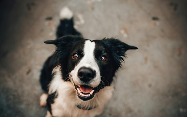 Elanco lança medicamento para dermatite em cães Elanco lança medicamento para dermatite em cães