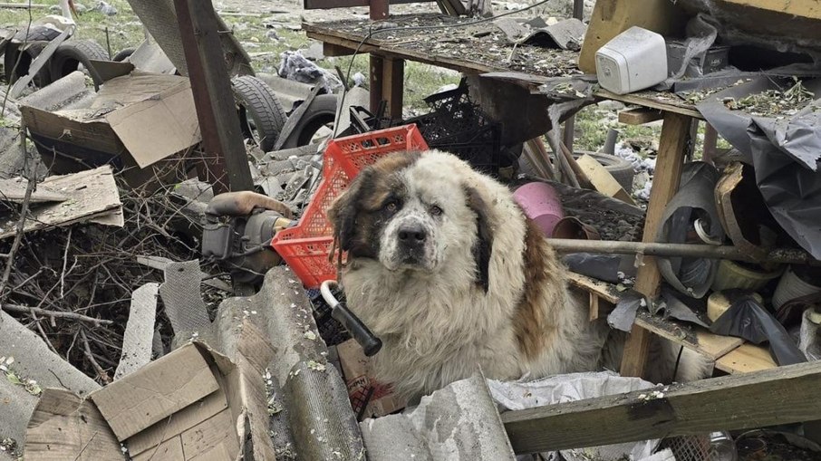 Cachorro sobreviveu após a explosão de uma bomba russa na cidade de Derhachi, na Ucrânia 
