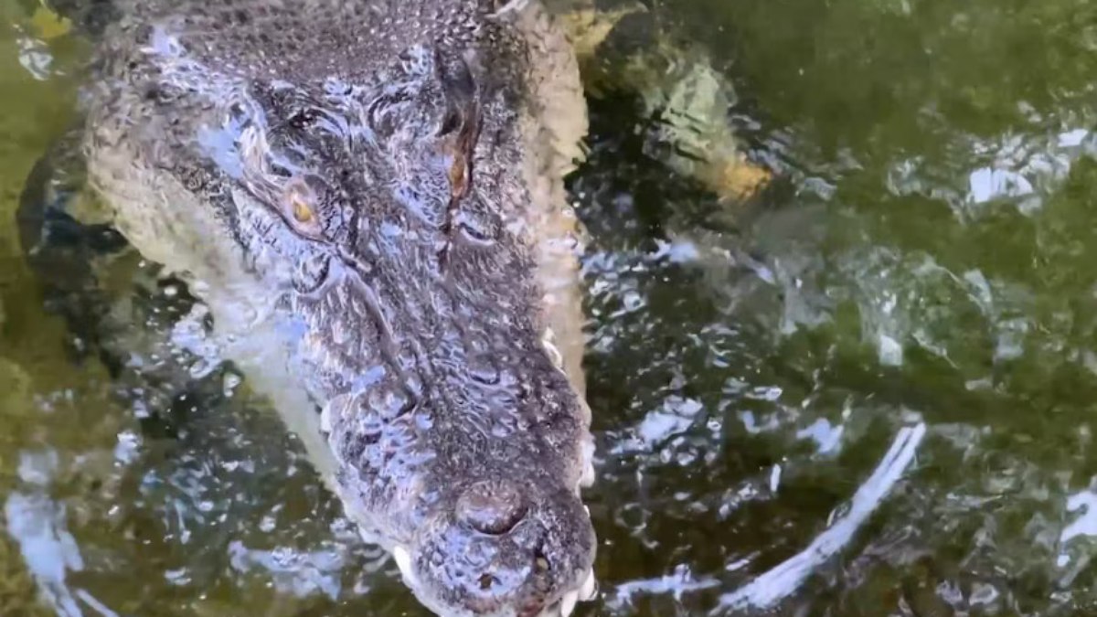 Dangalabba, crocodilo de quatro metros, em seu recinto no Zoológico de Perth Dangalabba, crocodilo de quatro metros, em seu recinto no Zoológico de Perth