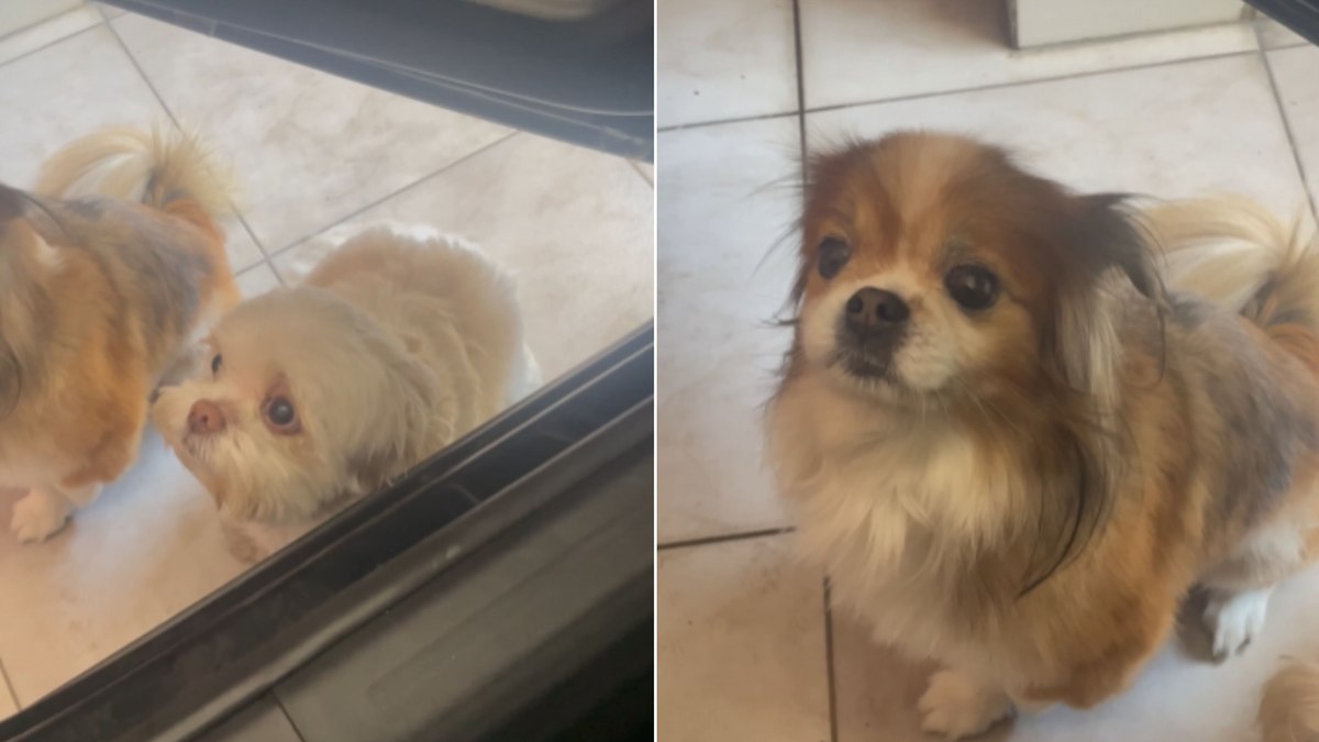 Shih tzus fazem ‘chantagem emocional’ para passear de carro