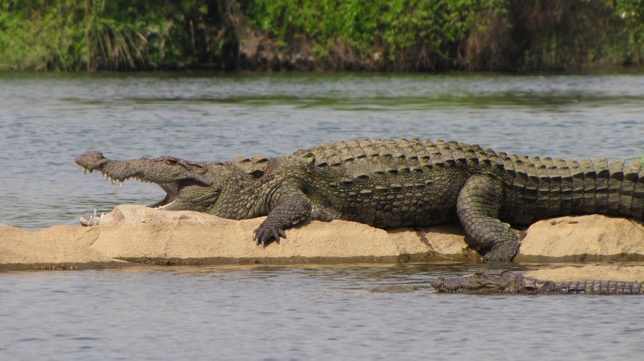 Crocodilo-persa é responsável por mais de 50 mortes anuais Crocodilo-persa é responsável por mais de 50 mortes anuais