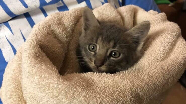 VÍDEO: gato esperto aprende a usar a campainha para entrar em casa