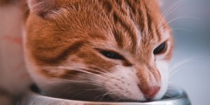 Saiba porque os gatos deixam ração na beirada do comedouro