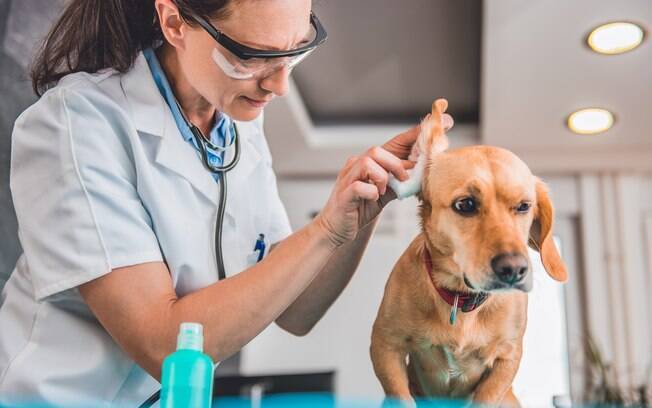 Diversos patógenos se multiplicam e se proliferam com maior facilidade nos meses mais quentes, fazendo com que os pets fiquem vulneráveis a várias doenças caninas