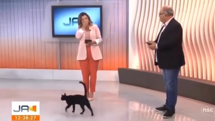 Gato invade telejornal ao vivo e deixa apresentadora desconcertada 