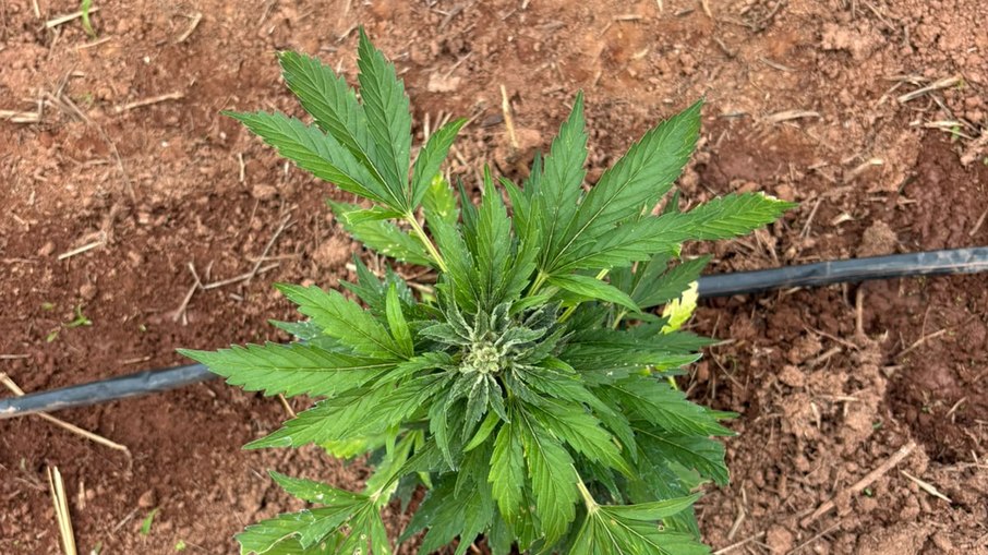 Cannabis é o nome científico e genérico do gênero de plantas que inclui tanto o cânhamo quanto a maconha. Cannabis é o nome científico e genérico do gênero de plantas que inclui tanto o cânhamo quanto a maconha.