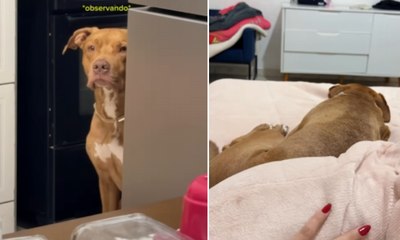 Pitbull encanta ao ir buscar tutora para dormir com ele