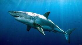 Número de ataques de tubarões voltam a crescer