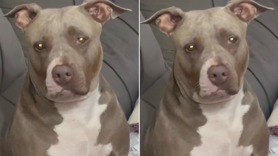 Pitbull luta contra o sono e faz manha para não dormir