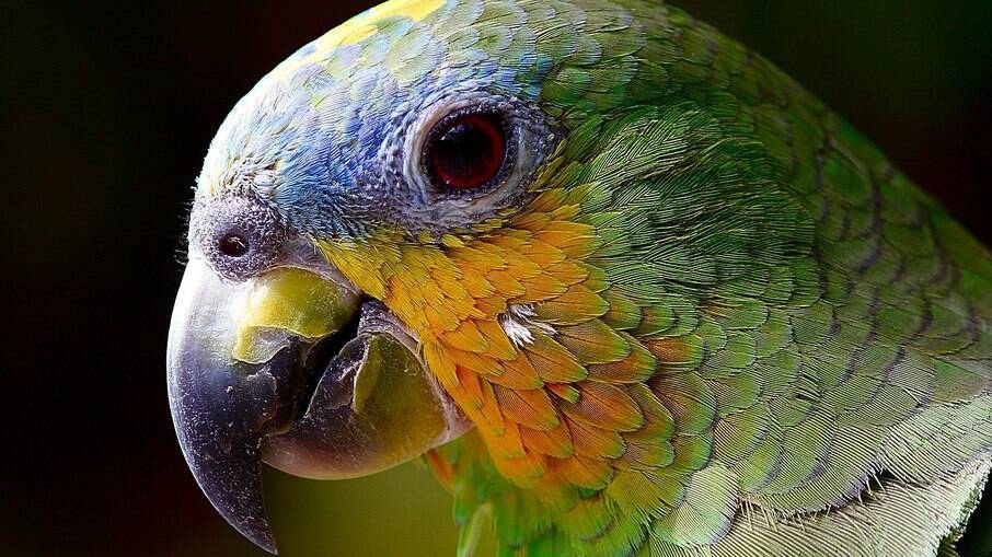 Papagaios são aves belas e simpáticas, ter um em casa requer cuidados especiais