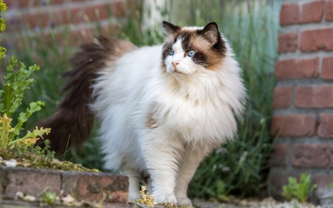 4 características do gato da raça ragdoll