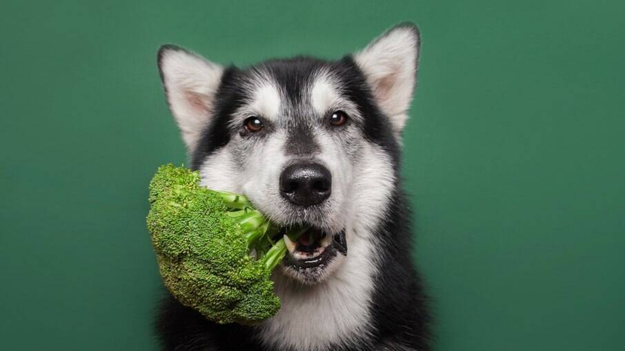 Brócolis é um dos legumes que cães podem comer