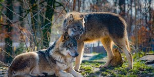 Lobos de Chernobyl: estudo revela adaptação genética à radiação