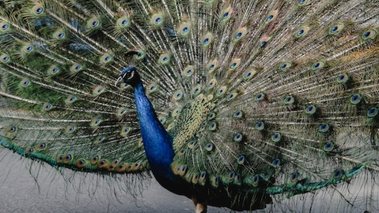 Plumas espetaculares: as aves mais belas do planeta
