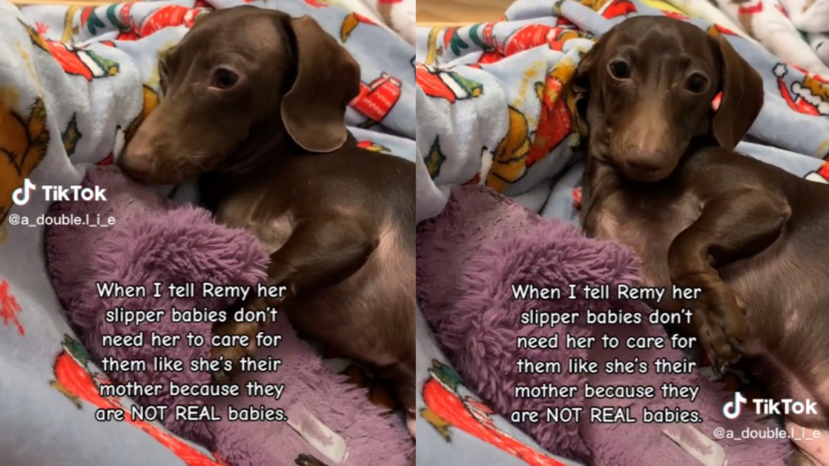 Remy tem um carinho todo especial por suas pantufas