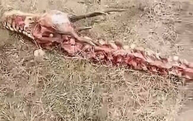 Esta criatura mitológica é muito famosa na China, mas será mesmo que o esqueleto da imagem pertence a um dragão? 
