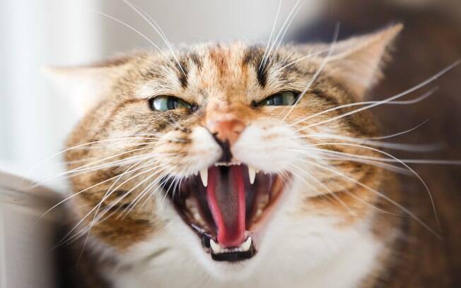 Um gato agressivo pode contrair a doença em uma briga
