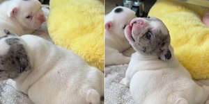 Filhote de cão gordinho encanta web com "mini latido"; assista