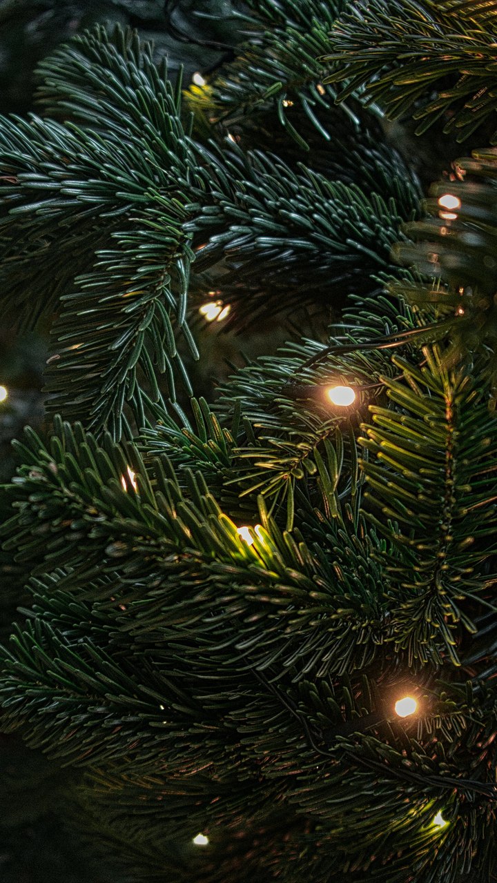 Verde, xadrez, elfos: confira tendências de decoração para o Natal 2023
