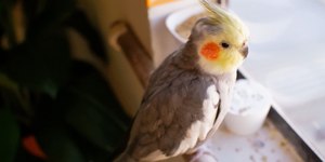 Calopsitas podem comer pão? Veja os hábitos saudáveis para a ave