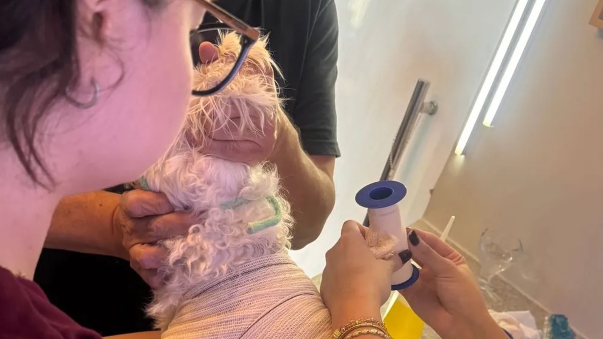 Luke recebe atendimento veterinário