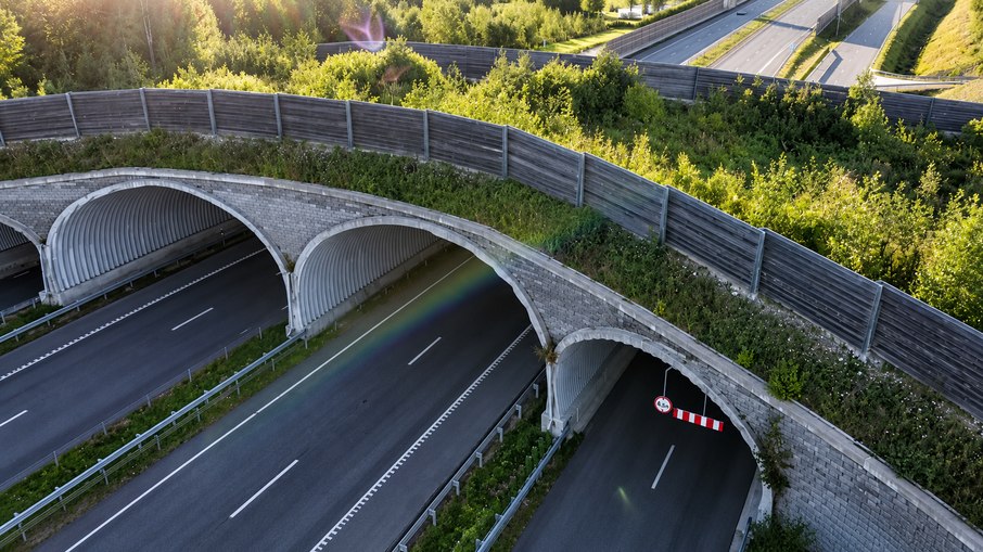 Pontes e corredores ecológicos já salvaram a vida de mais de 10 animais na capital dos Estados Unidos Pontes e corredores ecológicos já salvaram a vida de mais de 10 animais na capital dos Estados Unidos