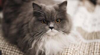 Saiba como diagnosticar e o que fazer para proteger seu bichano