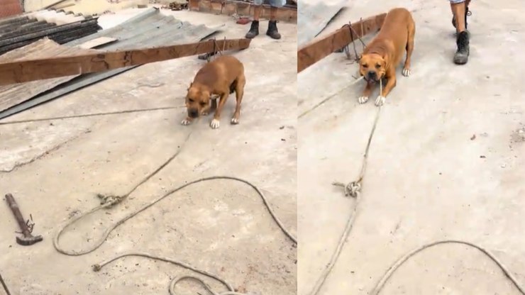 Pitbull vira "servente" em obra ao ajudar a puxar balde
