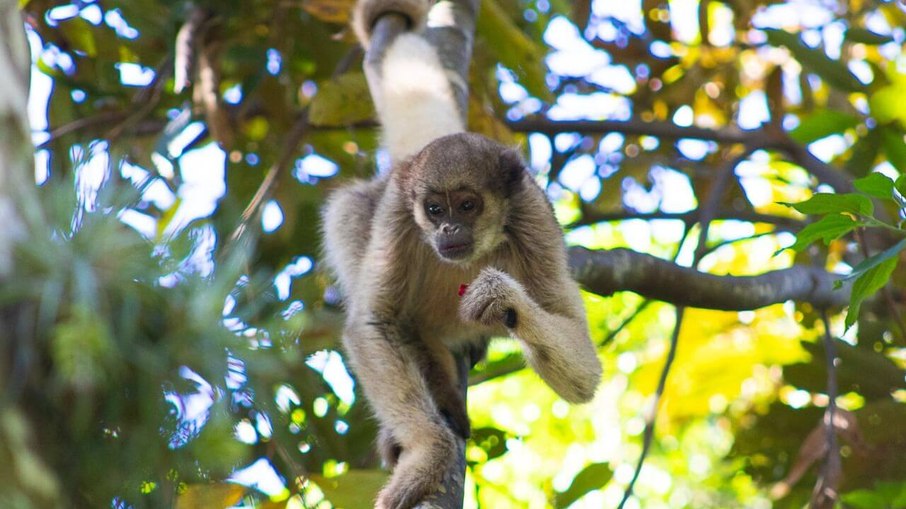 Macaco da espécie Muriqui do Norte na propiedade em Ibitipoca (MG)