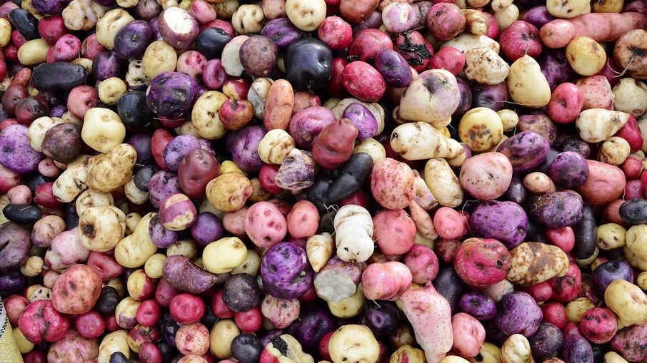 Vários tipos de batatas