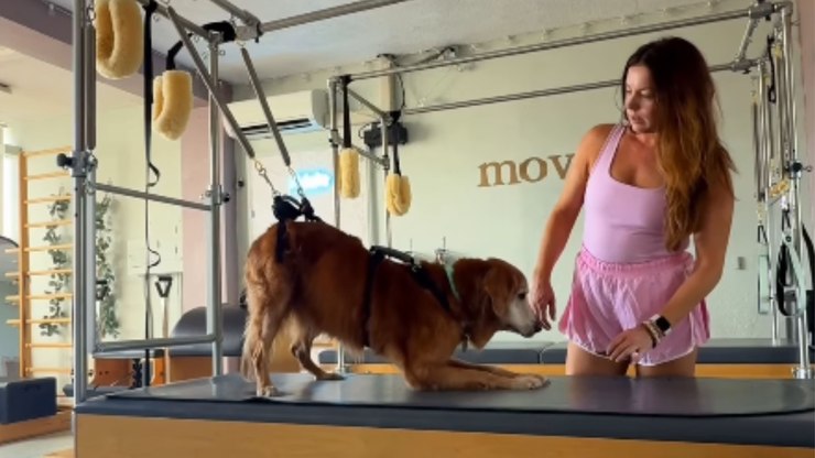 Golden%20retriever%20de%2015%20anos%20faz%20pilates%20para%20recuperar%20movimentos