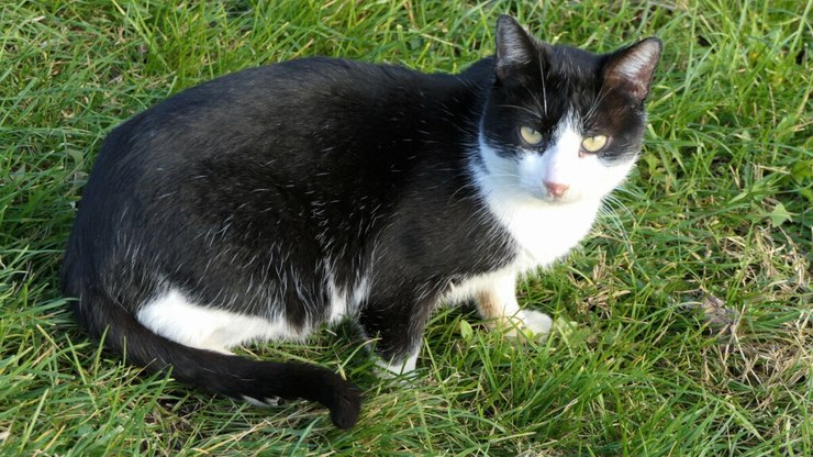 4 casos em que o passeio com o gato é recomendado