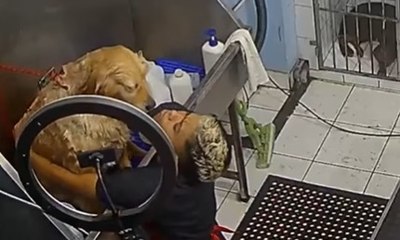 Cachorro ignora show dramático em banho e vídeo viraliza