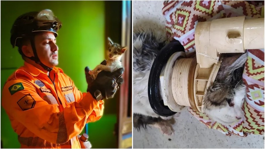 Corpo de Bombeiros resgata filhote de gato preso em encanamento de casa 