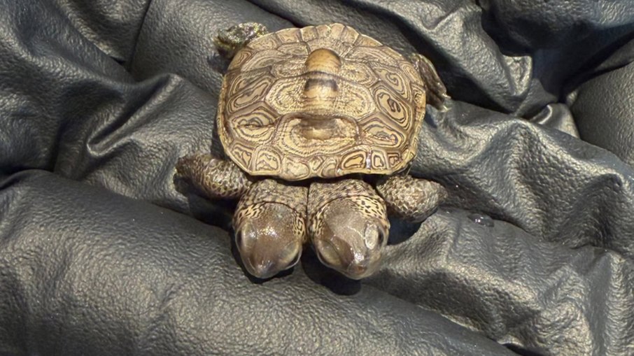 A tartaruga-diamante de duas cabeças foi encontrada em um ninho protegido em Wellfleet, Massachusetts A tartaruga-diamante de duas cabeças foi encontrada em um ninho protegido em Wellfleet, Massachusetts