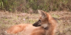 Alunos são surpreendidos com lobo-guará em escola; veja fotos
