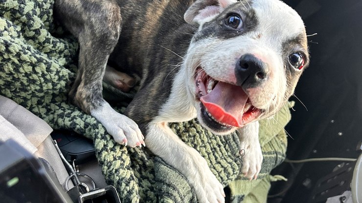 Filhote abandonado em estrada é salvo por caminhoneiro: 'Crueldade'